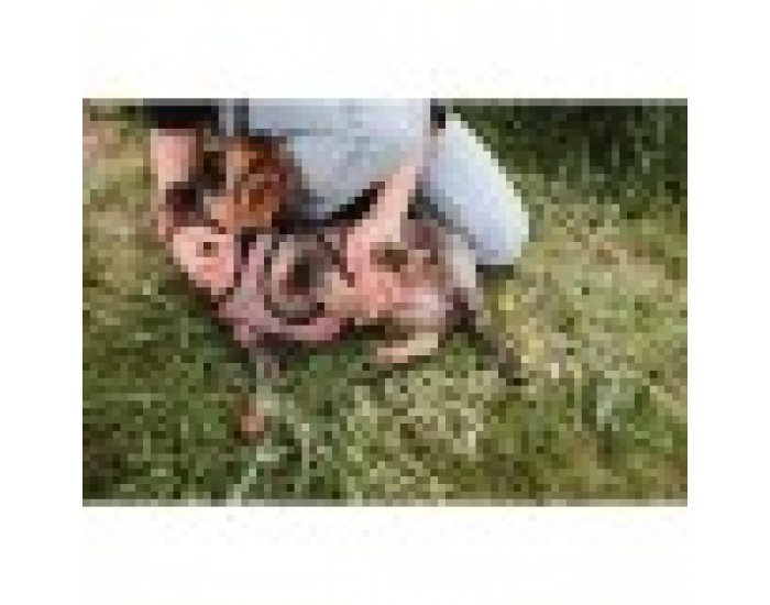 Каишка за Куче Hunter Comfort Розов M 55-60 cm