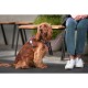 Каишка за Куче Red Dingo Dingo 25-36 cm 31-43 cm Лилав XS
