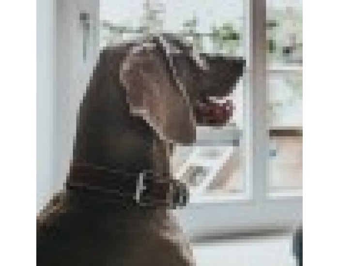 Кучешки Нашийник Hunter Aalborg Special, Cognac, 36-44 cm