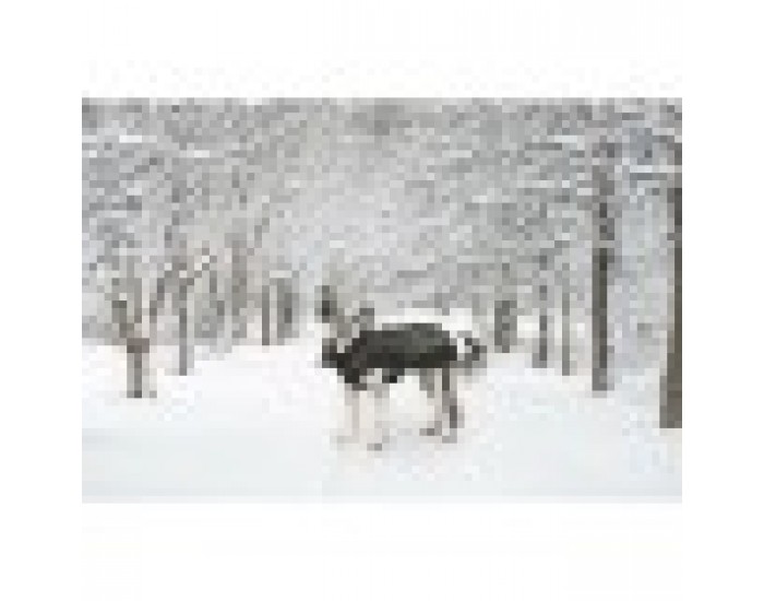 Палто за Куче Dog Gone Smart Черен 40 cm