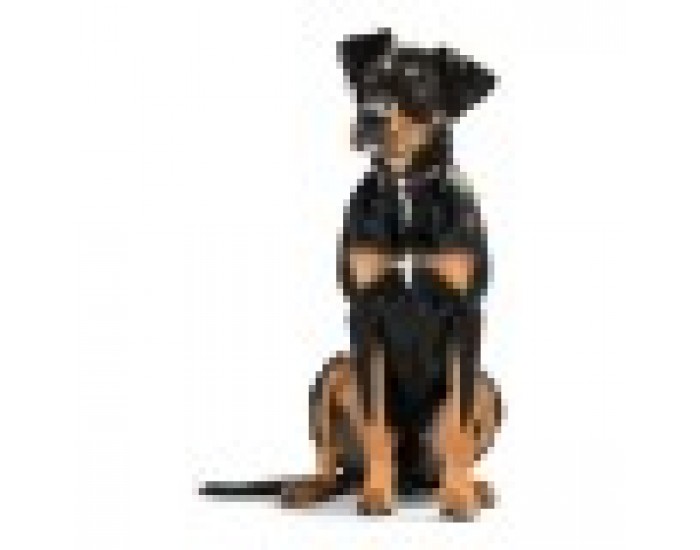 Кучешки Нашийник Hunter Swiss Negro, 35-39.5 cm