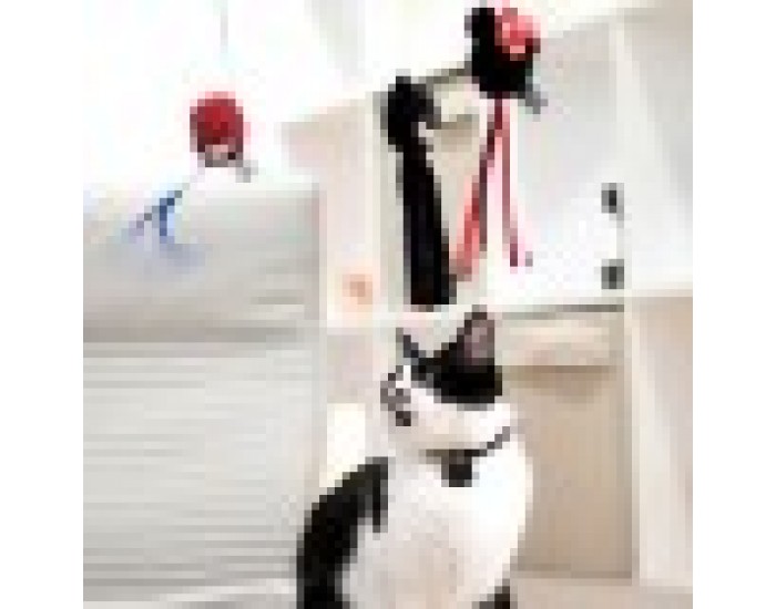 котешка играчка Spiderman Червен 100 % полиестер
