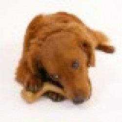 Играчка за Кучета Nylabone Пиле 20 Сметана Животни - Nylabone