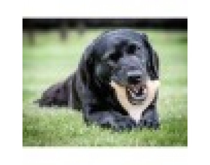 Играчка за Кучета Nylabone Пиле 11 Сметана Животни