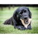 Играчка за Кучета Nylabone Пиле 11 Сметана Животни