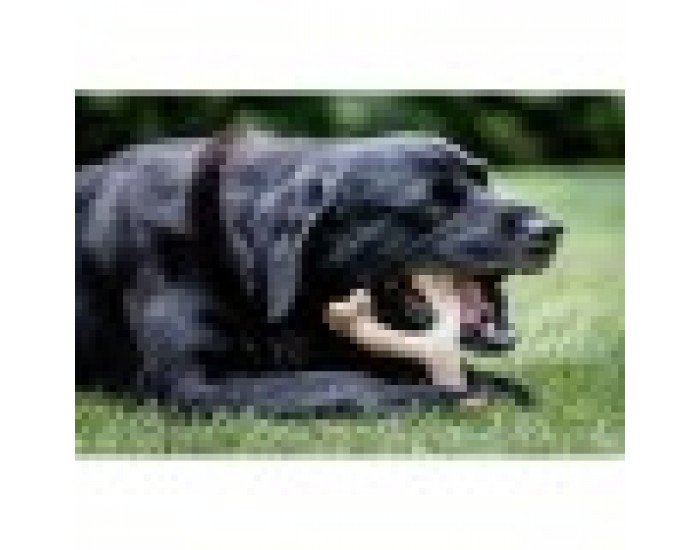 Играчка за Кучета Nylabone Пиле 11 Сметана Животни