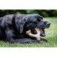 Играчка за Кучета Nylabone Пиле 11 Сметана Животни