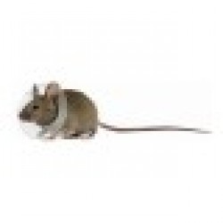 Elizabethan Rodent Collar KVP Прозрачен (2,5 - 3,2 cm) - Accesorii