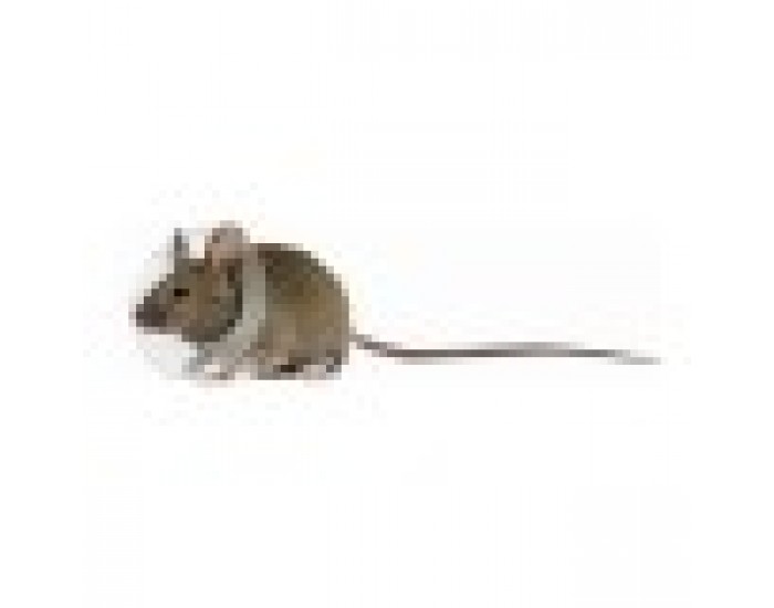 Elizabethan Rodent Collar KVP Прозрачен (2,5 - 3,2 cm)