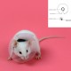 Elizabethan Rodent Collar KVP Прозрачен (5,75 - 7,5 cm)