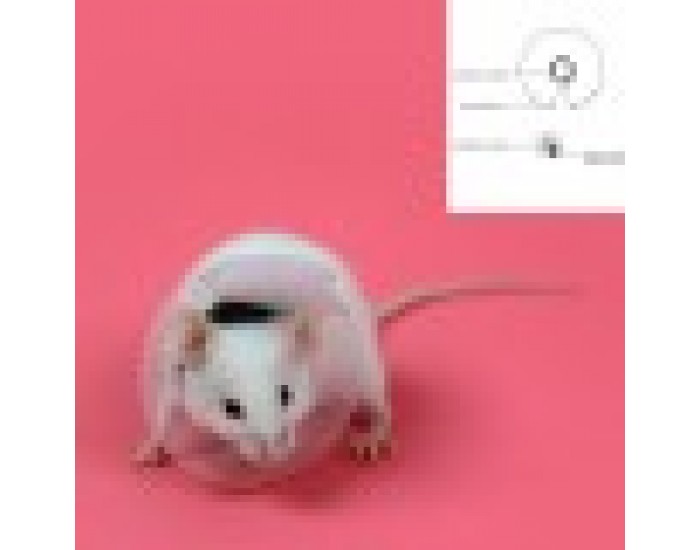 Elizabethan Rodent Collar KVP Прозрачен (7,5-10 cm)