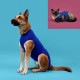 Pet Recovery T-Shirt KVP, Малък за домашен любимец