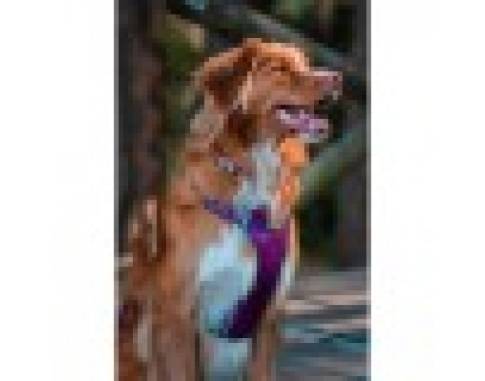 Каишка за Куче Red Dingo Dingo 38-58 cm 46-63 cm Лилав M