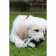 Гризалка за кучета Nylabone SENSORY TACTILE RING Зелен Фъстъчено масло Пиле S