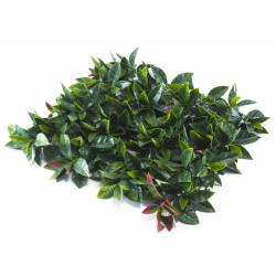 Растения GREEN WALL >> ICNT 185050 - Flori artificiale