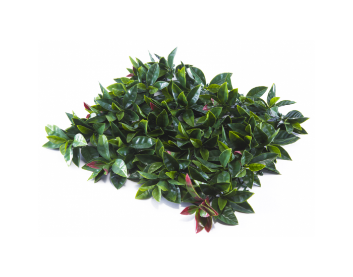 Растения GREEN WALL >> ICNT 185050