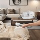 Комплект за подстригване на домашни любимци 5 в 1 Amesbury White