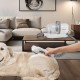 Комплект за подстригване на домашни любимци 5 в 1 Amesbury White / Grey