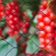 Nature Мрежа срещу птици "Primo", 10х10 м, черна, 6030407