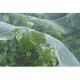 Nature Мрежа против насекоми срещу ябълков миниращ молец, 6030450
